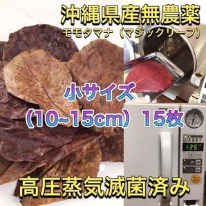 高圧蒸気滅菌済み沖縄県産無農薬モモタマナ(マジックリーフ) 小サイズ(10~15cm)15枚