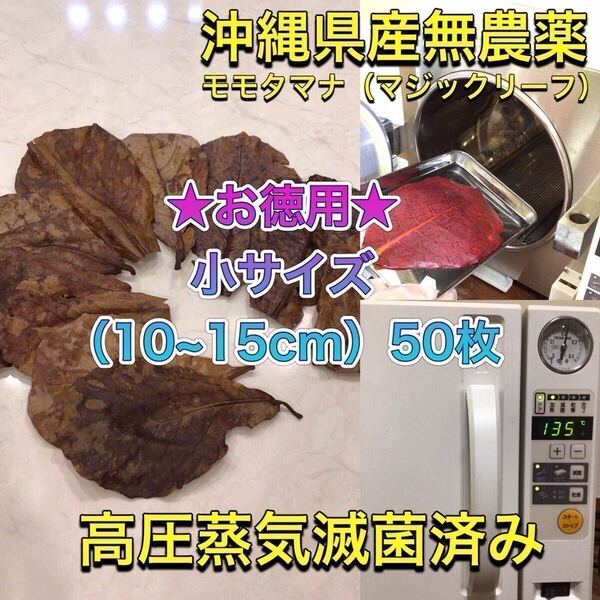 高圧蒸気滅菌済み沖縄県産無農薬モモタマナ お徳用!小サイズ(10~15cm)50枚マジックリーフ