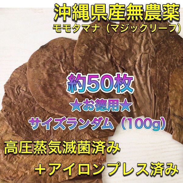 高圧蒸気滅菌済み+アイロンプレス済み沖縄県産無農薬モモタマナ お徳用!サイズランダム100g(20cm程の葉約50枚相当量)マジックリーフ