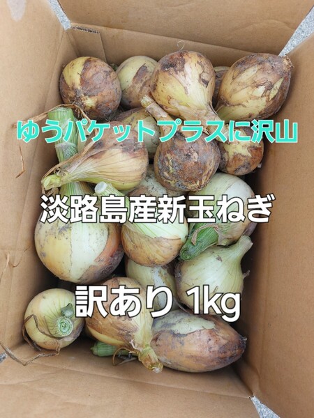 産地直送 淡路島産新玉ねぎ 七宝 訳あり 1kg