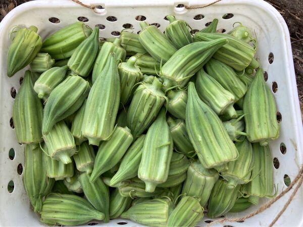 夏野菜の計画に加えてみませんか?多角オクラ(ダビデの星)種 30粒 無農薬