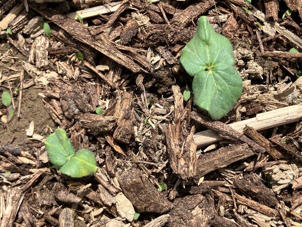 5月中が蒔き時!夏野菜の栽培計画に加えてみませんか?多角オクラ(ダビデの星)種 30粒 無農薬