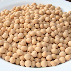 自然栽培 大豆(1kg)★無肥料・無農薬・自家採取★北海道の哲人から受け継がれた究極の自然農法★自然の恵みと大地の力が感じられる(*^^*)