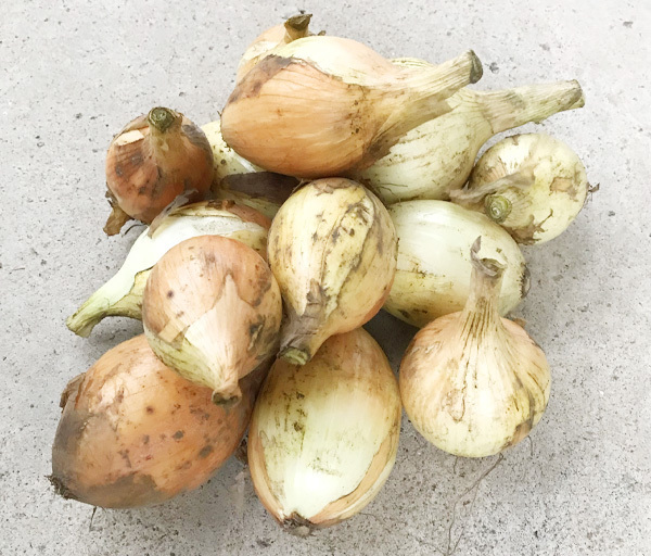 自然栽培 新たまねぎ(小さめ)(1kg)★熊本県産★無肥料・無農薬★自然と共生する究極の自然農法★自然の恵みがたっぷり♪自然本来の味の野菜