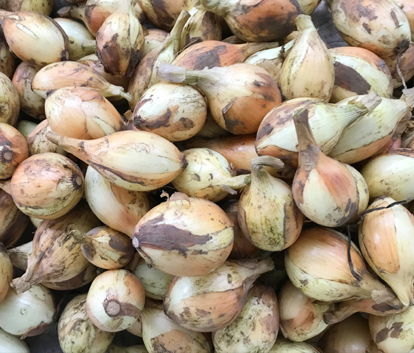 自然栽培 新たまねぎ(小さめ)(4kg)★熊本県産★無肥料・無農薬★自然と共生する究極の自然農法★自然の恵みがたっぷり♪自然本来の味の野菜