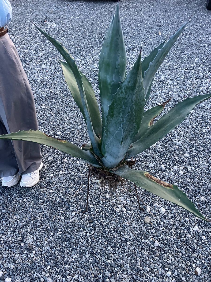 Yahoo!オークション -「アガベ シルバーサーファー」(観葉植物