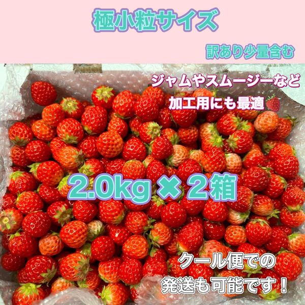 極小粒 2kg2箱 紅ほっぺ いちご 〜農家直送〜