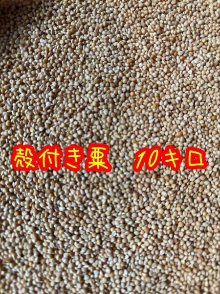 皮付き粟 10キロ 小鳥の餌
