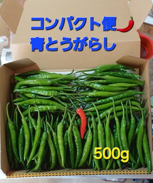 沖縄産 青唐辛子 農家直送 安心安全 500g 分量コメント下さい!