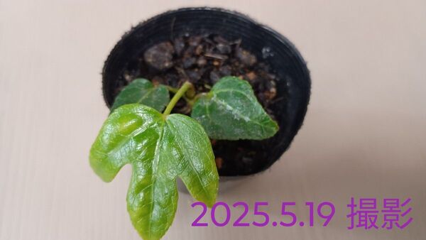 無農薬 ヤツデ根付き苗 1本