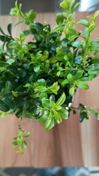 無農薬 キンメツゲ 10〜15cmカット苗 10本 おまけつき