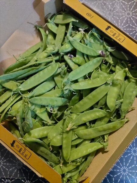 無農薬、有機野菜、絹さや500グラム、コンパクトボックス