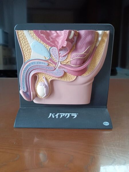 人体模型 泌尿器生殖器 男女正中断面図