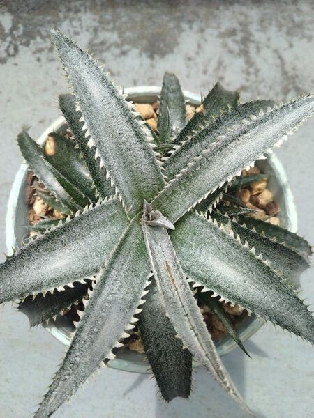 ディッキア チェリーコーク子株 Dyckia