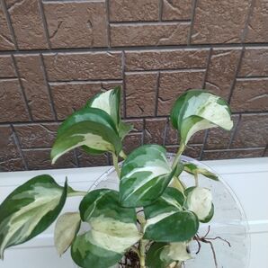 ポトス 観葉植物 ステイタス