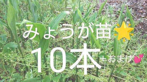 みょうが苗 ミョウガ苗 天然無農薬 抜き苗10本+おまけ2本☆
