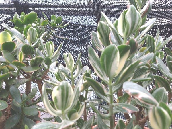 多肉植物☆金のなる木☆花月☆花月錦カット苗+おまけ苗