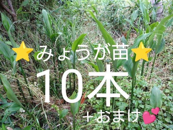 みょうが苗 ミョウガ苗 天然無農薬 抜き苗10本+おまけ2本☆