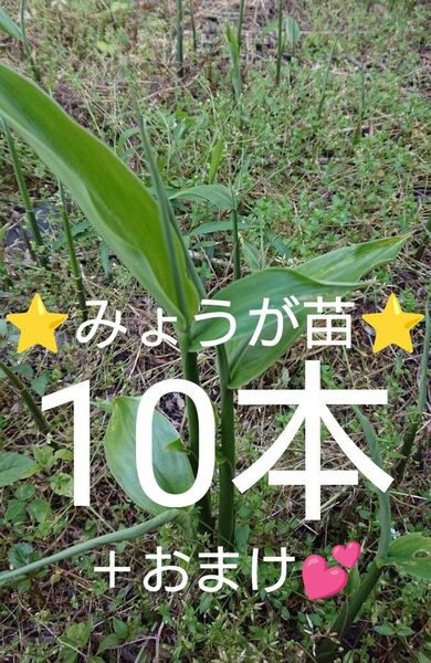 みょうが苗 ミョウガ苗 天然無農薬 抜き苗10本+おまけ苗2本