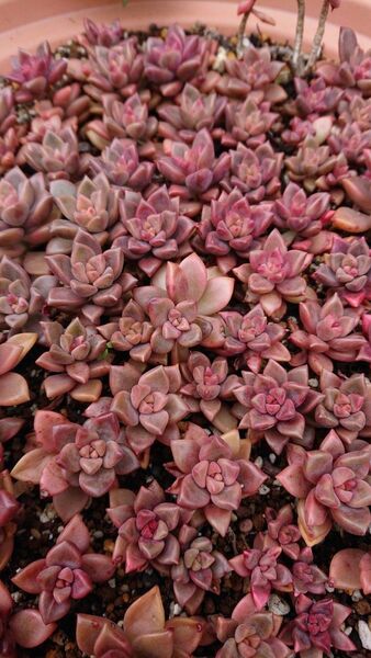 多肉植物 グラプトペダム ブロンズ姫 カット苗8本+おまけセダム☆