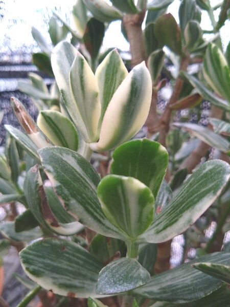 多肉植物☆金のなる木☆花月☆斑入り花月錦カット苗2本+おまけ苗