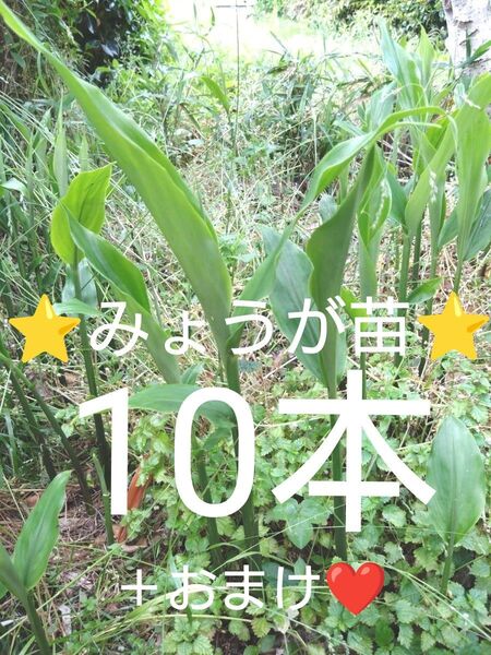 みょうが苗 ミョウガ苗 天然無農薬 抜き苗10本+おまけ2本☆