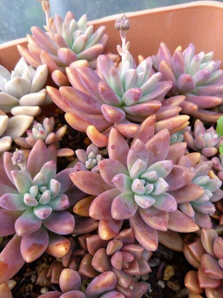 多肉植物 秋麗 カット苗5本+おまけセダム2本
