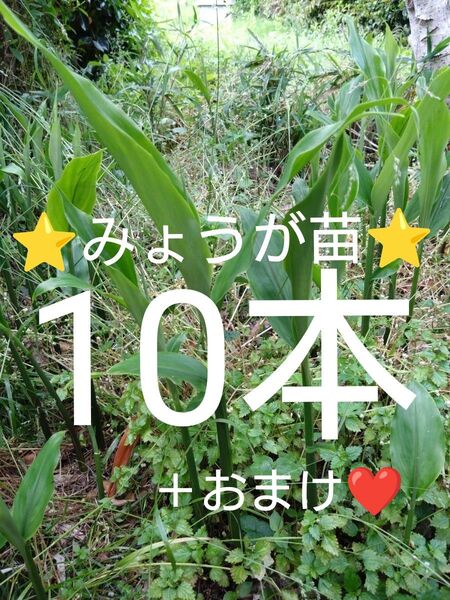 みょうが苗 ミョウガ苗 天然無農薬 抜き苗10本+おまけ苗2本