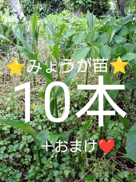 みょうが苗 ミョウガ苗 天然無農薬 抜き苗10本+おまけ