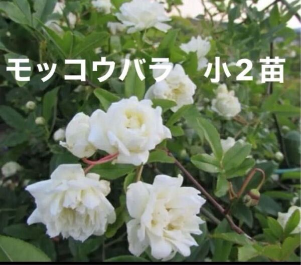 モッコウバラ 白 苗木 薔薇 ガーデンアーチ バラ苗 白い花