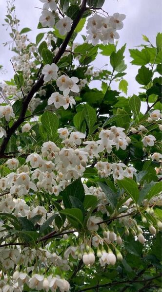 エゴノキ 種 シンボルツリー 種子 庭木 白い花
