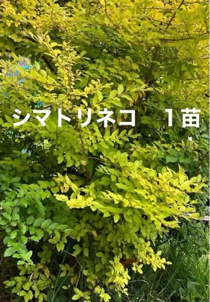 シマトリネコ 苗 シンボルツリー しまとりねこ 常緑樹 植木 西洋ガーデン