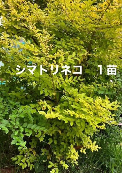 シマトリネコ 苗 シンボルツリー しまとりねこ 常緑樹 植木 西洋ガーデン