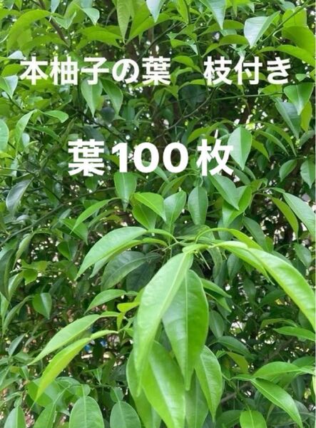 柚子の葉 100枚以上 枝付き10本以上 ユズ アゲハチョウ 蝶エサ 柚子 昆虫エサ 柑橘類 若葉