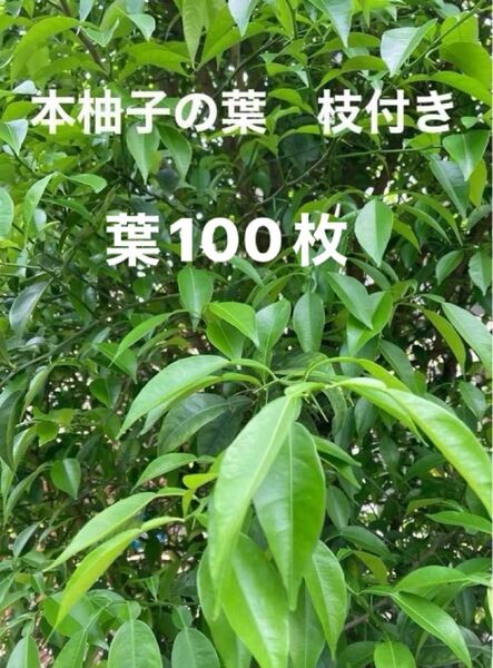 柚子の葉 100枚以上 枝付き10本以上 ユズ アゲハチョウ 蝶エサ 柚子 昆虫エサ 柑橘類 若葉