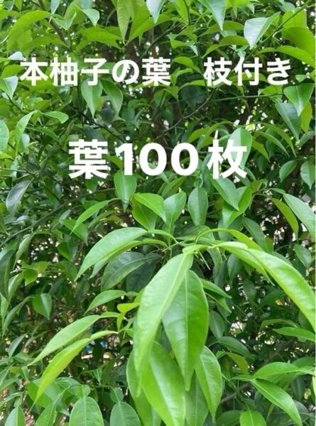 柚子の葉 100枚以上 枝付き10本以上 ユズ アゲハチョウ 蝶エサ 柚子 昆虫エサ 柑橘類 若葉