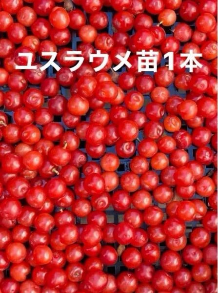 ユスラウメ 苗 ゆすらうめ 赤い実 果樹 果実