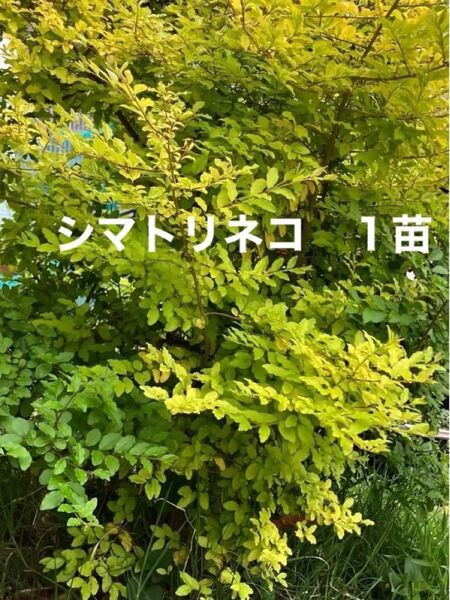 シマトリネコ 苗 シンボルツリー しまとりねこ 常緑樹 植木 西洋ガーデン