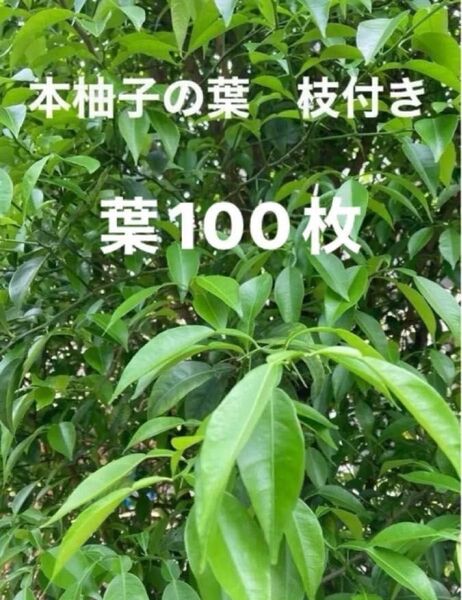 柚子の葉 100枚以上 枝付き10本以上 ユズ アゲハチョウ 蝶エサ 柚子 昆虫エサ 柑橘類 若葉