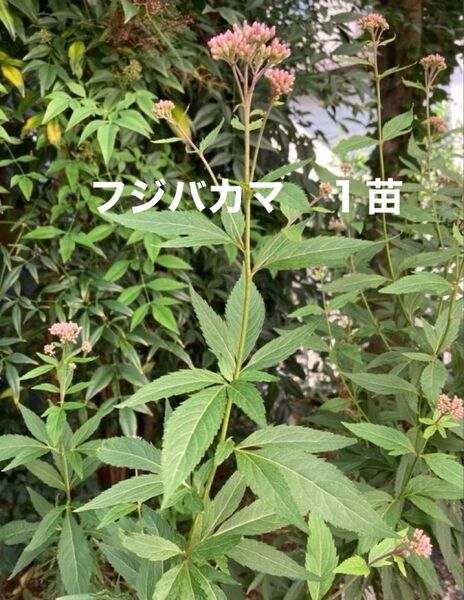 フジバカマ 苗 秋の七草 藤袴 ふじばかま 茶花 和風の花 スワッグ 秋 ドライフラワー 生花 アサギマダラ 蝶 胡蝶しのぶ
