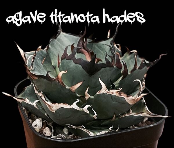 非売品級★アガベ チタノタ ハデス 黒帝斯 Hades 子株 優良血統 titanota