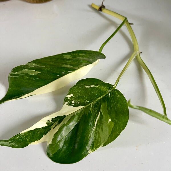 エピプレナム 斑入り カット 観葉植物