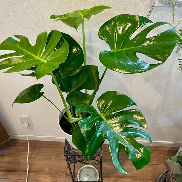 観葉植物 モンステラ 鉢ごと