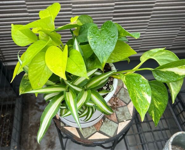 観葉植物 寄せ植え 3種類 抜き苗