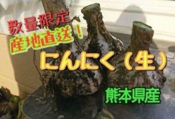 生にんにく(泥付き) 2kg 熊本県産