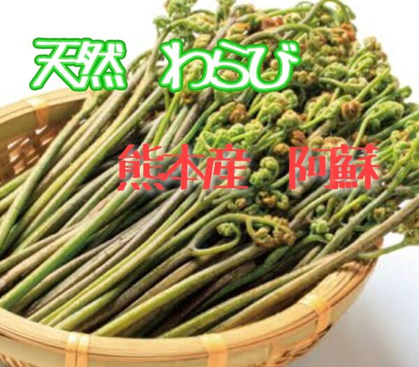 天然 わらび 400g 熊本産