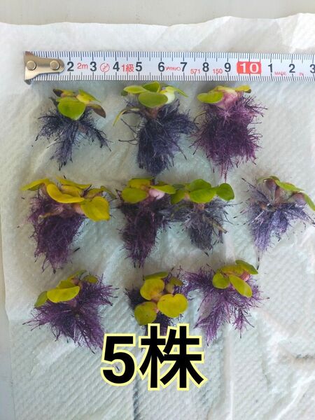 ミニホテイアオイ 小株 5株 ホテイソウ ホテイ草