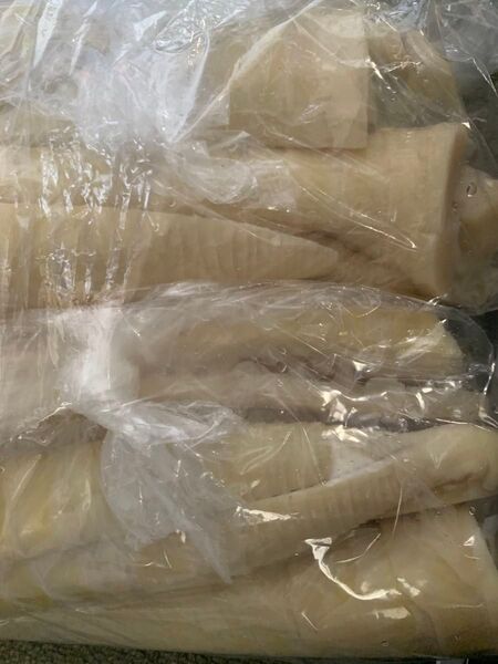 朝取り、湯がいたハチク 筍 コンパクト便いっぱい
