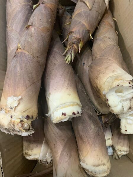 朝取り ハチク 80サイズ箱込み5キロ たけのこ