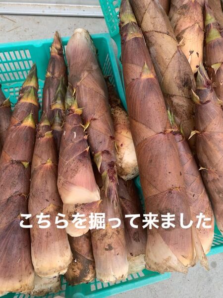 朝取り ハチク 80サイズ箱込み5キロ たけのこ